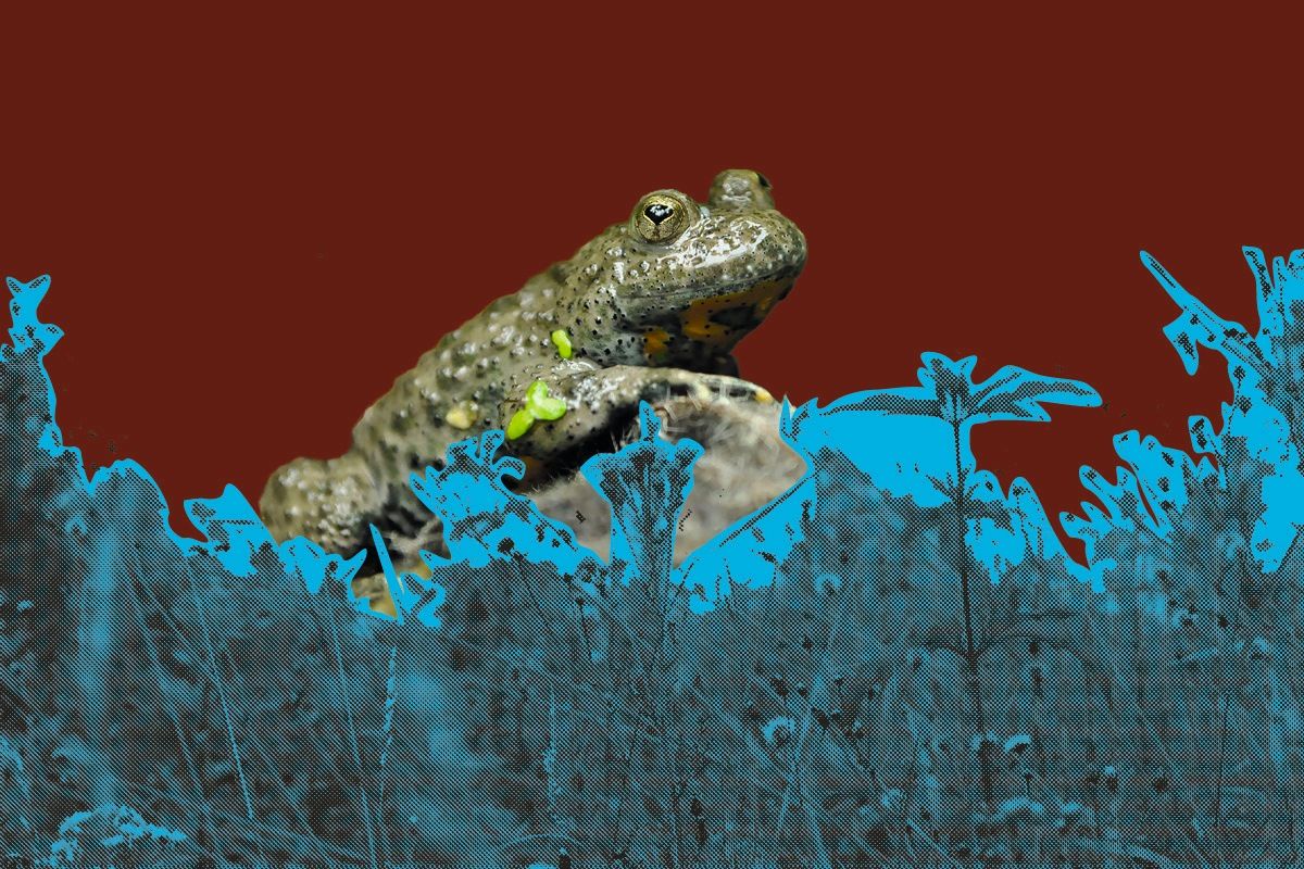 Header Image